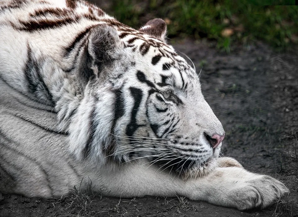 Tiger-Angriff in Dreamworld: Tierpflegerin schwer verletzt