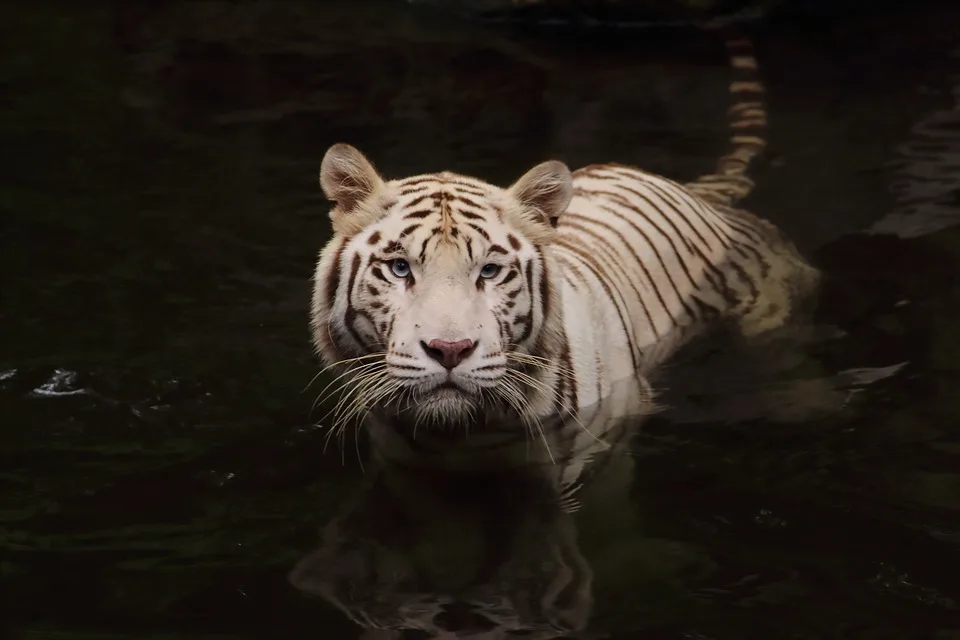 Tragisches Ende: Tiger-Dame Angara stirbt im Zoo Schwerin