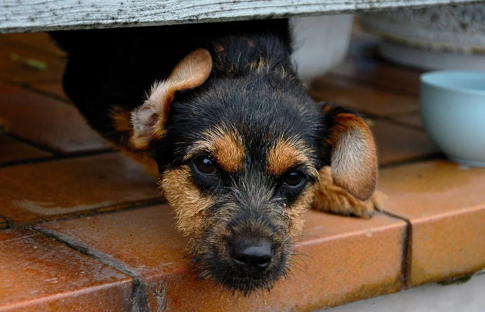 Trauer im Tierheim Gießen: Liebling Strolchi verstorben!