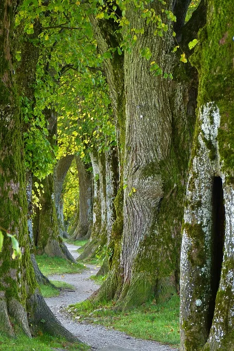 Trauriger Fund: Vermisste Hanauerin tot im Wald entdeckt