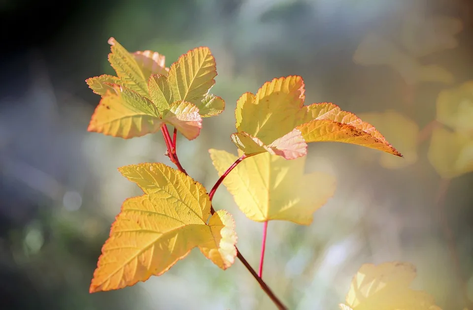 Verwandeln Sie Ihren Garten in eine Wohlfühloase – Tipps von Experten!