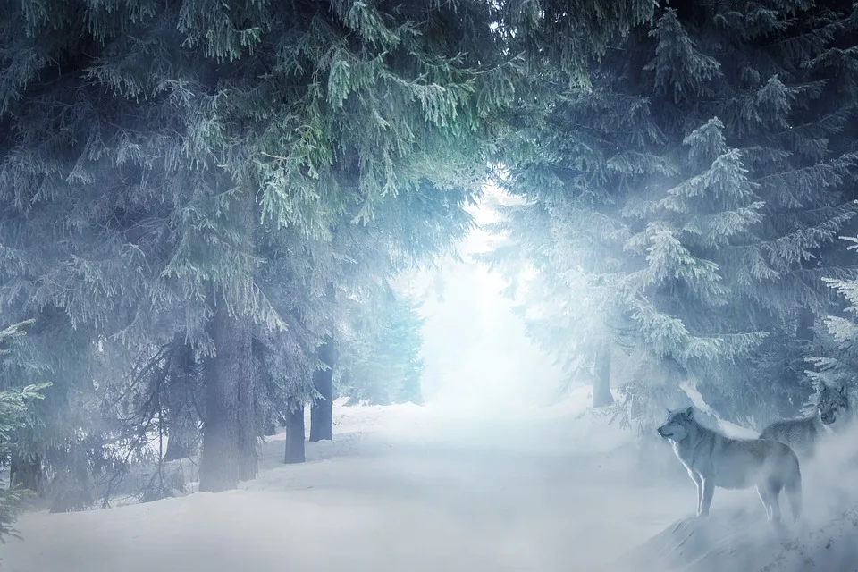 Vier verspielte Wölfe kehren ins Hauptgehege im Bayerischen Wald zurück!