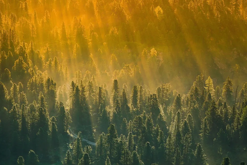 Wald in Gefahr: Fällarbeiten am Rabensteiner Wald starten!