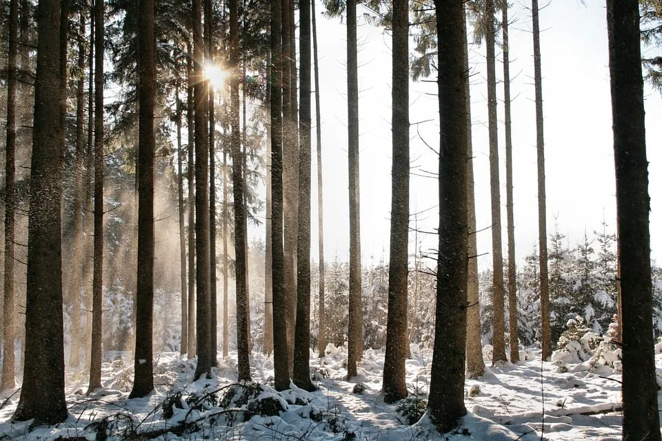 Waldbrand im Harz: Einsatzkräfte kämpfen gegen die Flammen