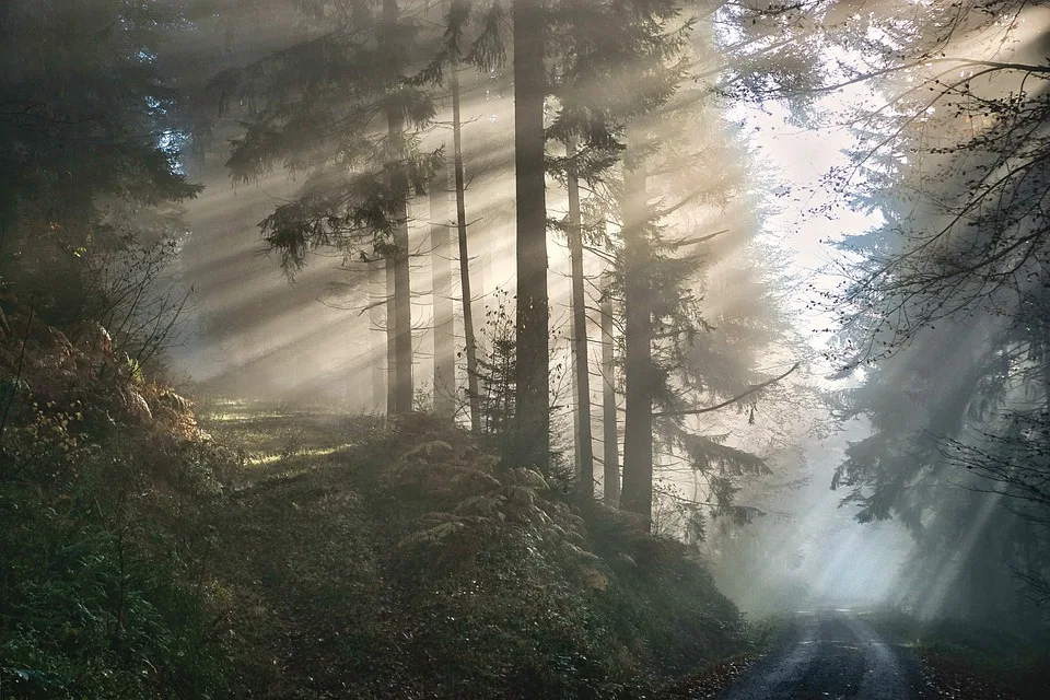 Waldbrand im Harz: Polizei sucht Zeugen! Wer sah die Wanderer?