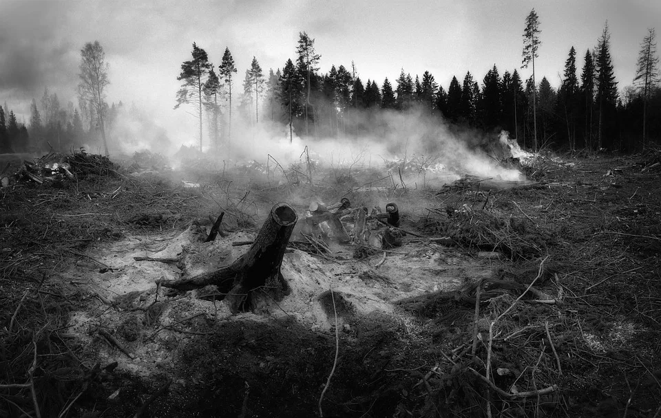 Waldbrandgefahr in Sachsen-Anhalt sinkt: Feuerbekämpfung geht weiter!