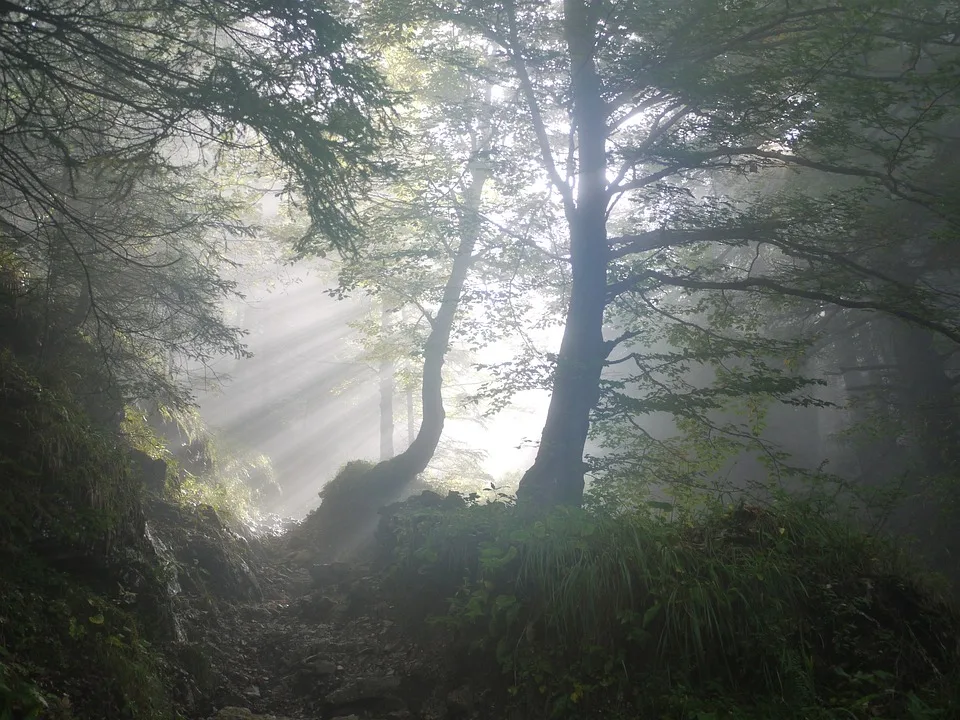 Waldbrandgefahr in Sachsen: Höchste Alarmstufe fordert Achtsamkeit!