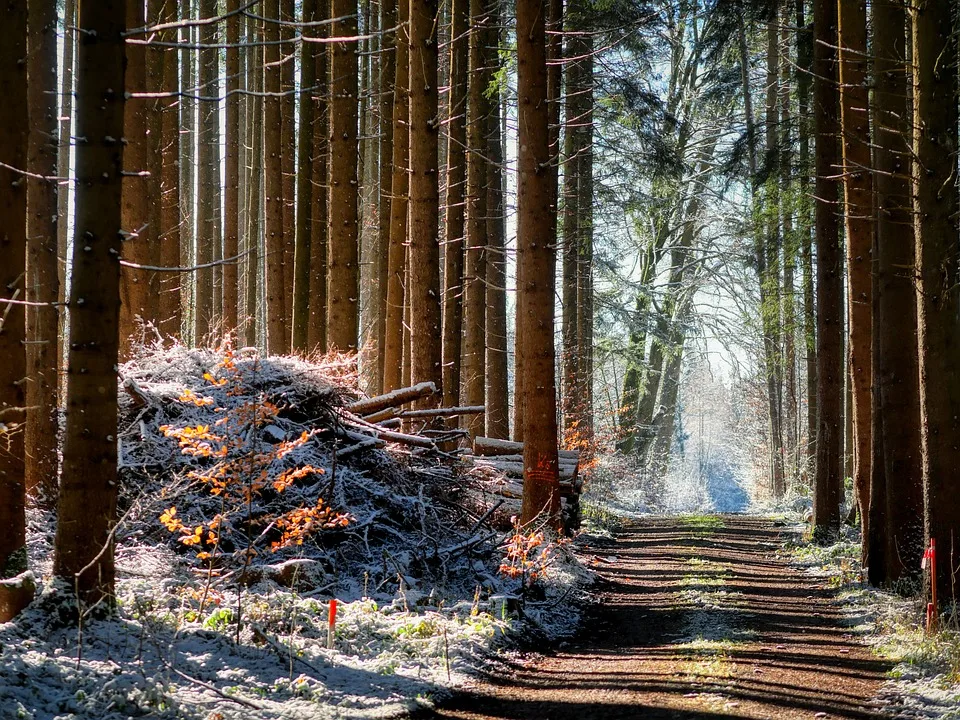 Waldwirtschaft in Schleswig-Holstein: Herausforderungen und Perspektiven