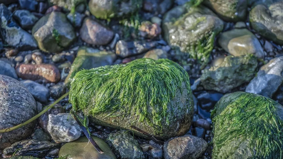 Warnung vor Blaualgen: Badeverbot in Ansbachs Gewässern ausgesprochen