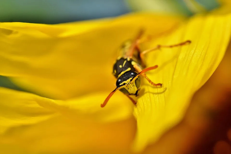 Wespenplage im Chiemgau: Wie Allergiker und Notdienste betroffen sind