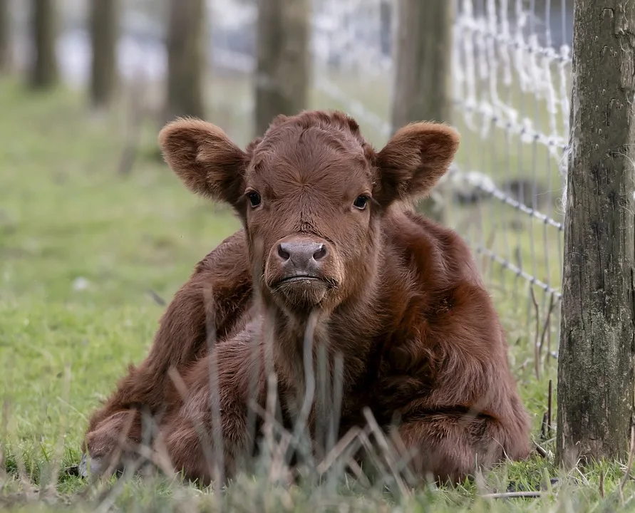 Wetterchaos beim Landwirtschaftsfest: Landwirte schlagen Alarm