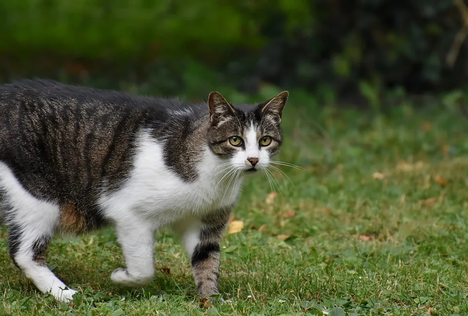 Wilder Nachwuchs: Kater im Zoo Zippendorf sucht Namen und Abenteuer!