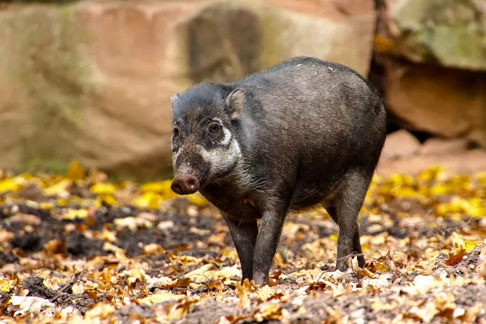 Wildschweine auf der L85: Linienbus kracht in Harz-Unfallserie!