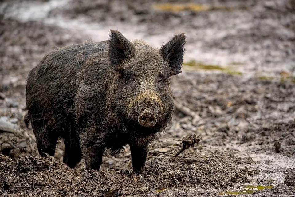 Wildschweine sorgen für Chaos: Goslarer Friedhof bleibt dicht!