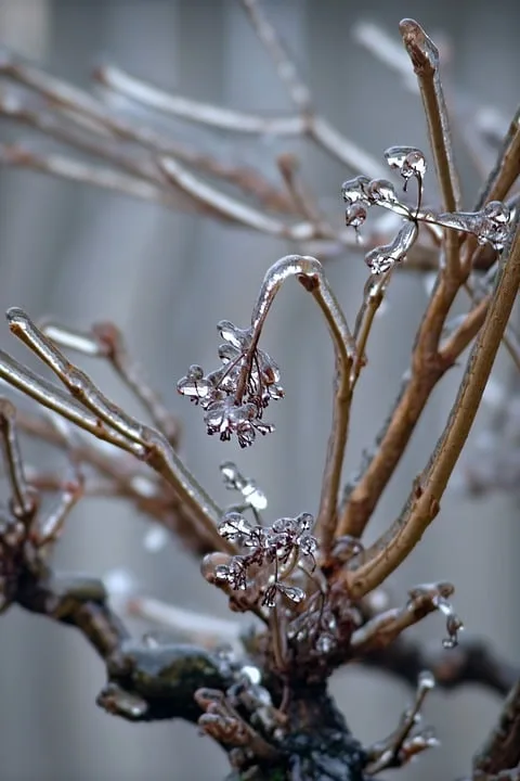 Wintergarten für Insekten: Tipps und Tricks in Speyer entdecken!