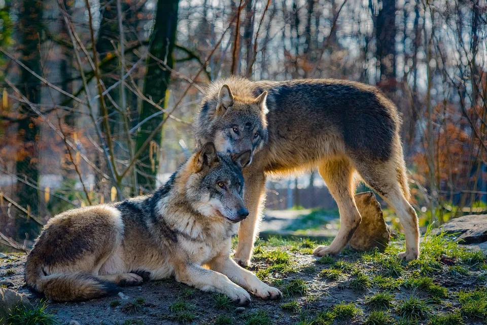 Wölfe gegen Adler: Wer sichert sich die wichtigen Punkte in Wolfsburg?