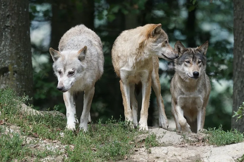 Wölfe in OWL: FDP und Freie Wähler fordern dringendes Wolfsmanagement!