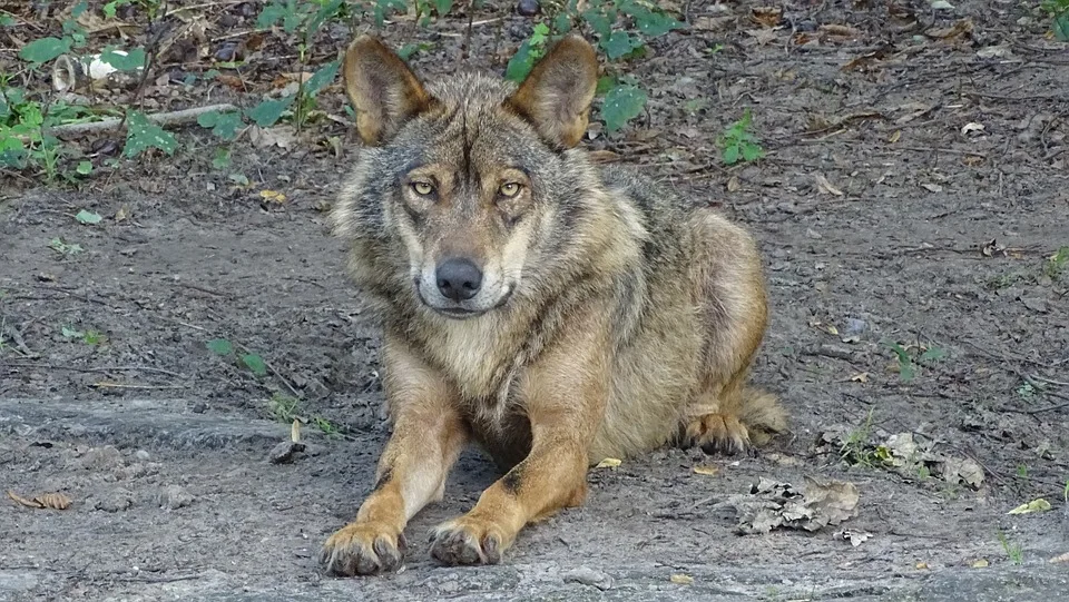 Wölfe in Uelzen: Landrat fordert Ende des strengen Schutzes!