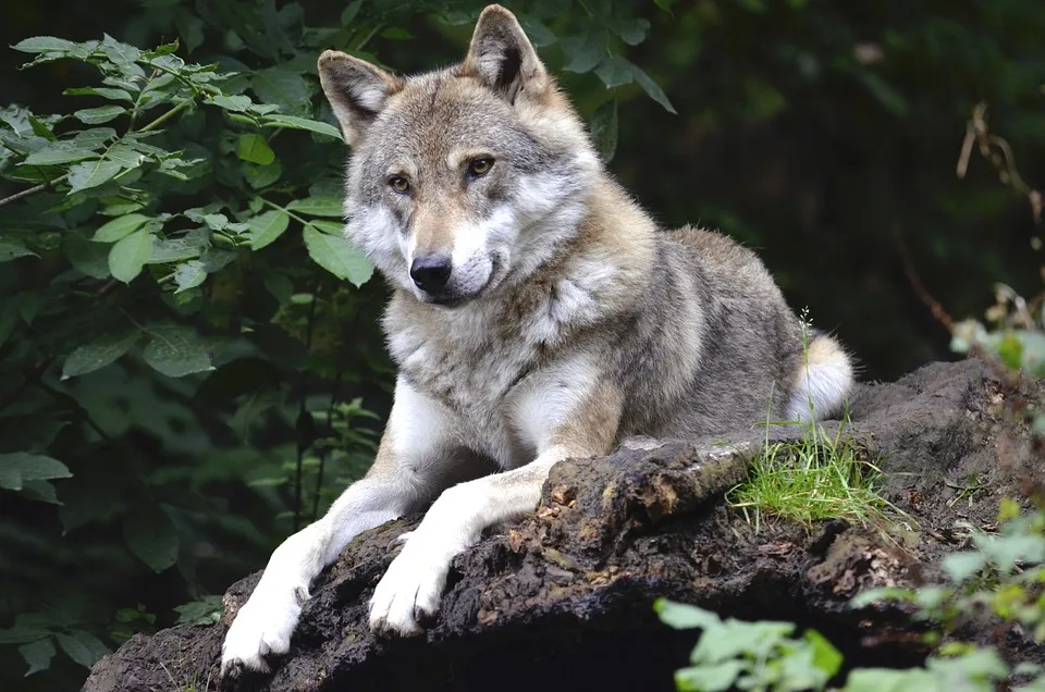 Wolf auf A24 erfasst: Tragischer Unfall schockiert die Region!