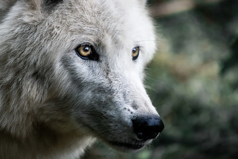 Wolf in Döbern: Schafe getötet, Kinder verängstigt – Eine besorgte Gemeinde