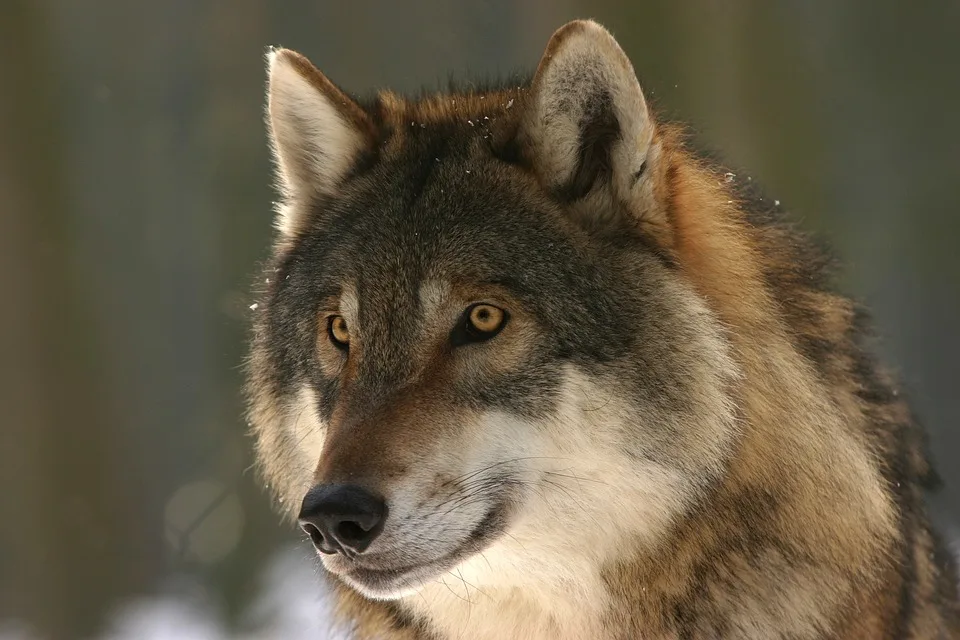 Wolfabschuss In Bayern Falsches Tier Getroffen Uebeltaeter Auf Der Flucht.jpg