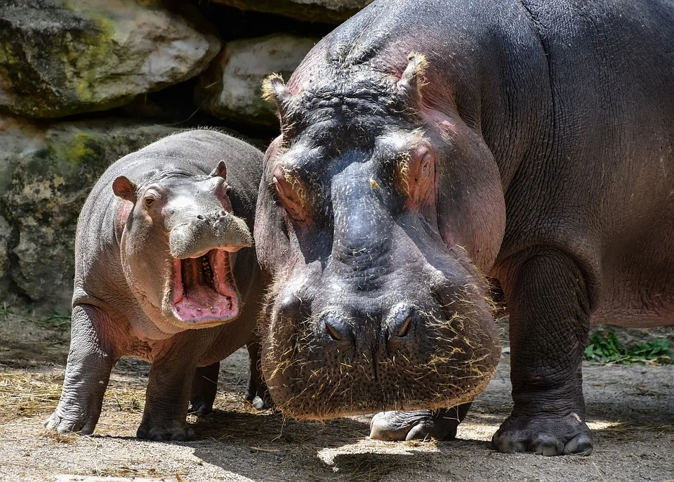 Zoff um Hippo-Namen: Zoo Berlin schaltet bei Hasskommentaren durch!