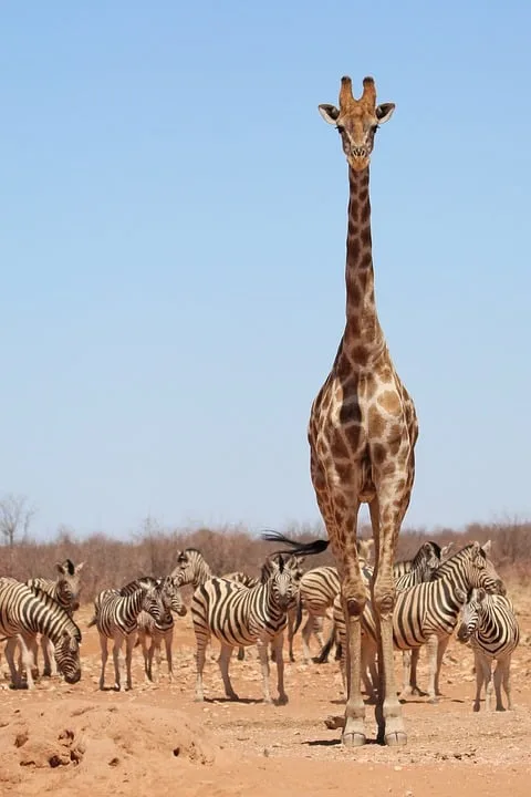 Zooliebe in Karlsruhe: Erster Giraffennachwuchs seit 2015 geboren!