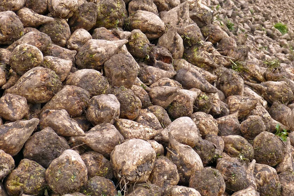 Zuckerrübenernte in MV: Hitze und Trockenheit bremsen Landwirte!