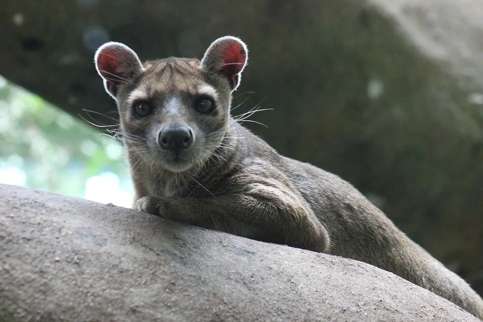 Zwei kleine Fossa erobern Duisburger Zoo: Besucher können sie jetzt beobachten!