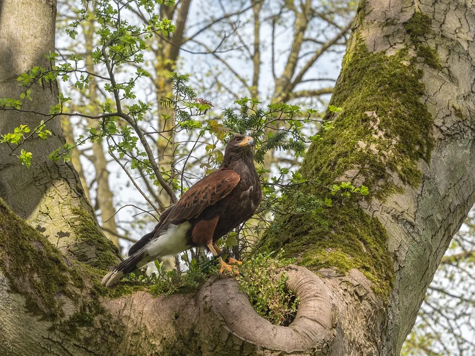 Harris Hawk 3365037 960 720.jpg