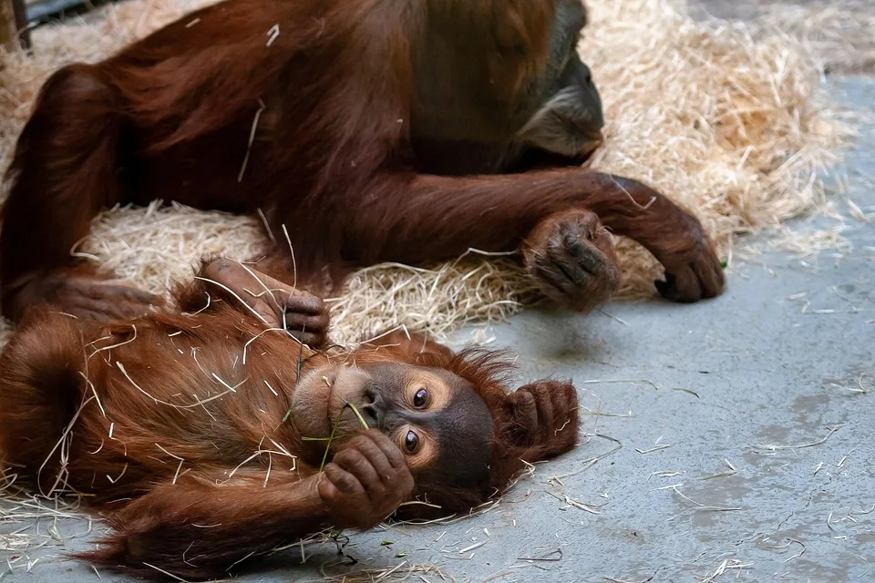 Skandal im Zoo Leipzig: Tierpfleger soll Elefanten brutal misshandelt haben!