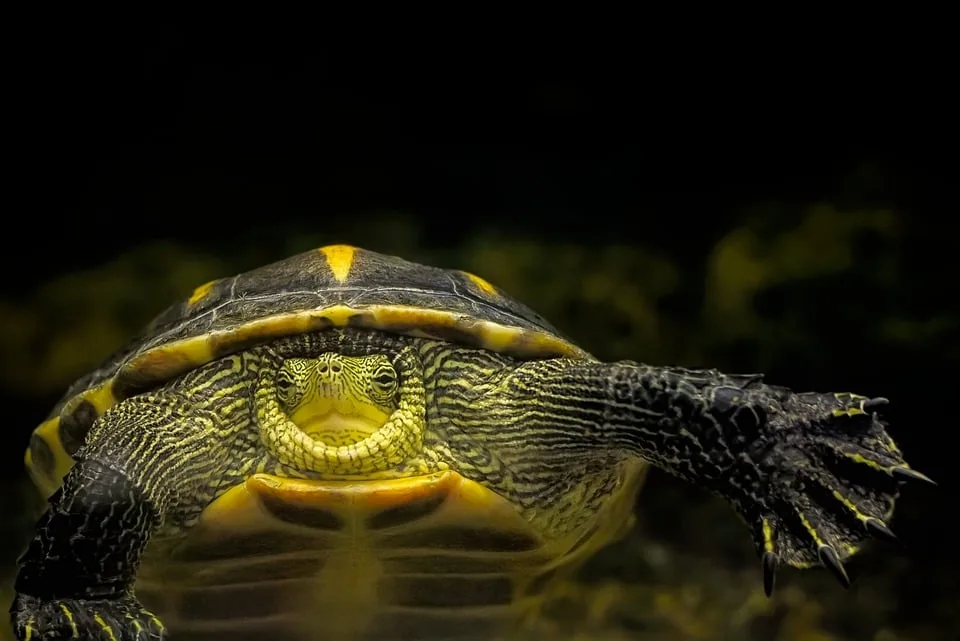 <p><strong>"Schildkröte im Karton: Tierschutzverstoß in Plettenberg entdeckt!"</strong></p>