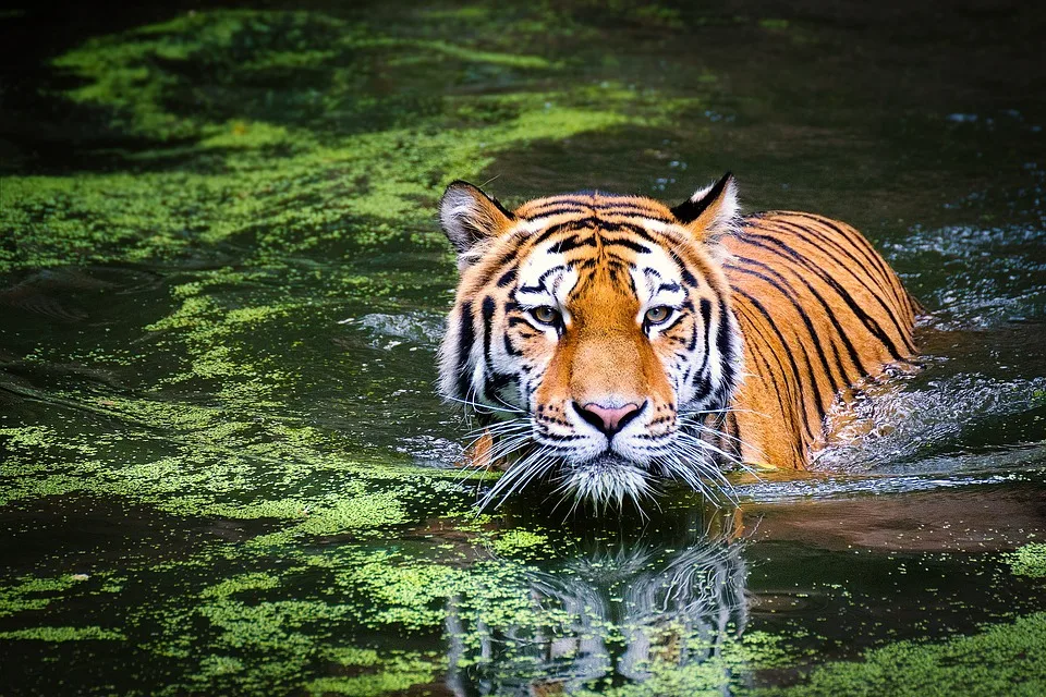 Trauer um Tiger-Dame Angara: Plötzlicher Tod im Zoo Schwerin