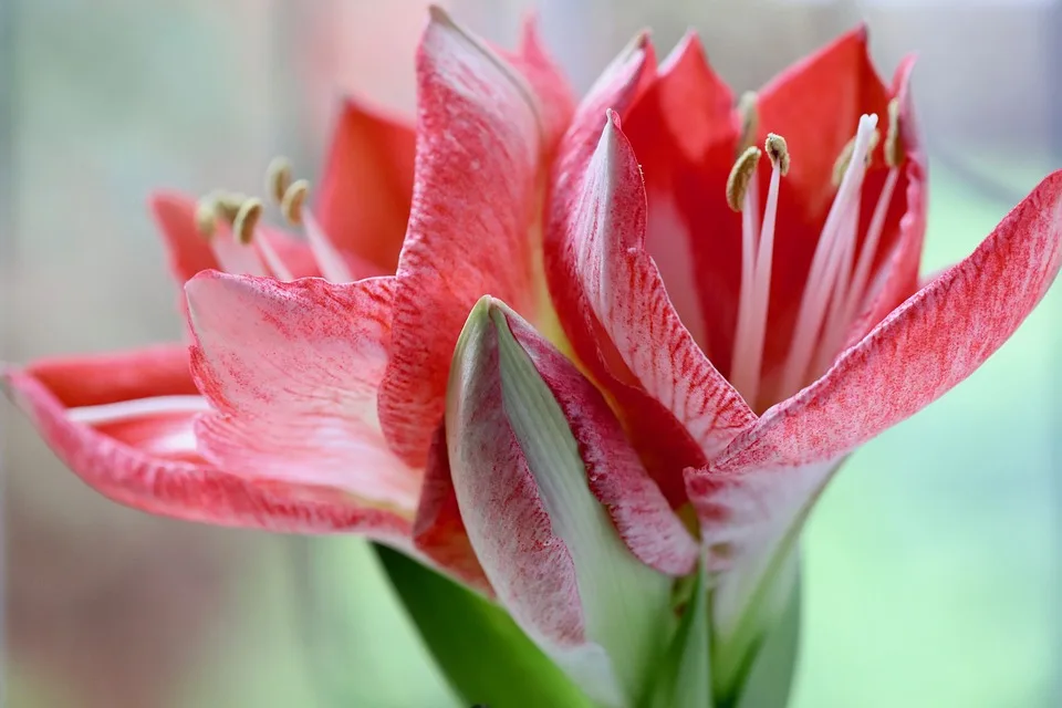 „Amaryllis richtig pflegen: Tipps für ein blühendes Zuhause“