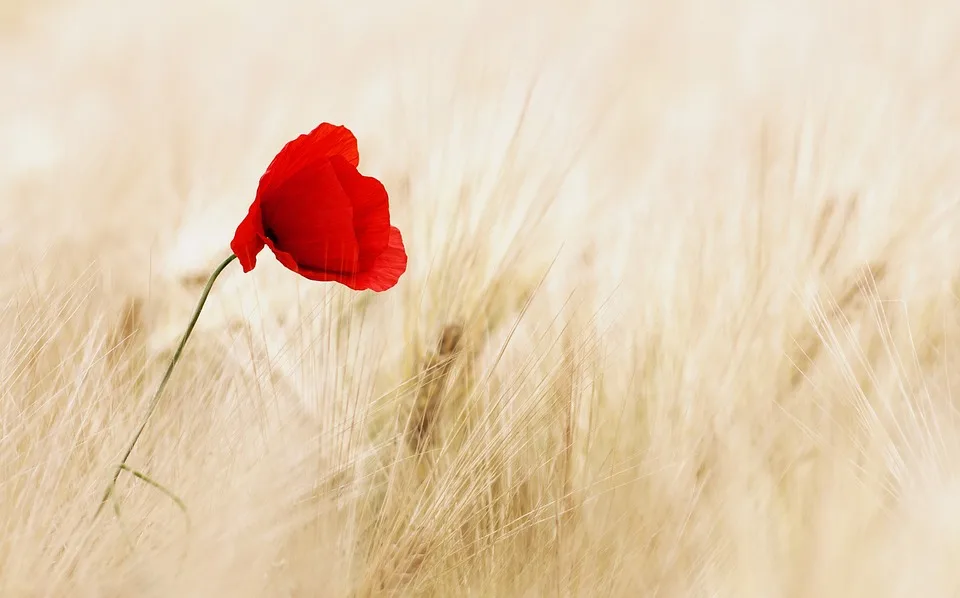 „Blumen gegen den Mindestlohn: Floristen im Wartburgkreis kämpfen um fairen Lohn“