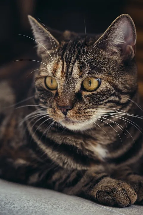 „Katze im Neubaugebiet schwer verletzt: Polizei sucht Zeugen“