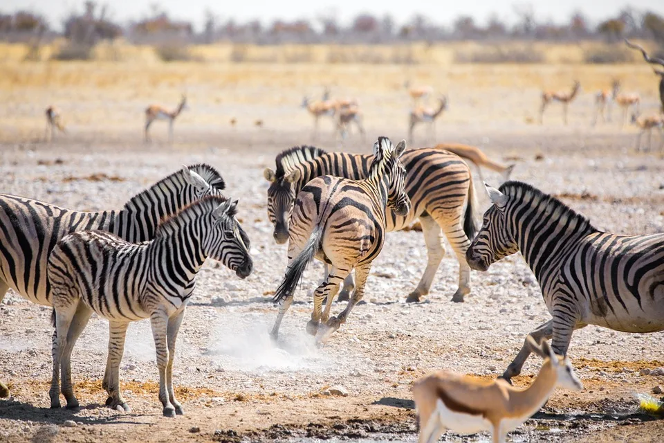 „Namibia entdecken: Eine unvergessliche Safari durch Geschichte und Natur“