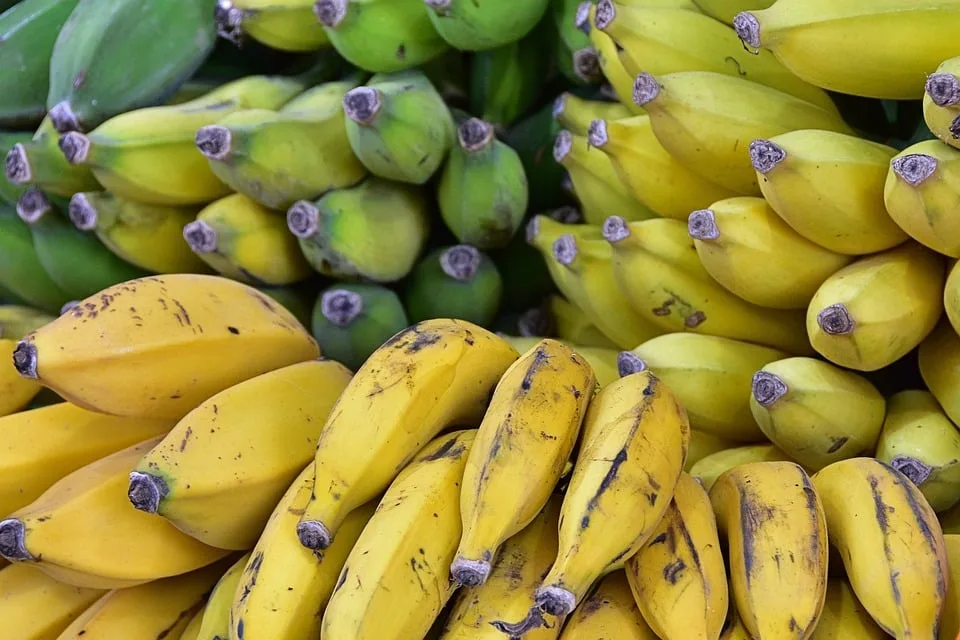 „Reifes Obst für alle: Kirchheim beteiligt sich an der Aktion ‚Gelbes Band‘“