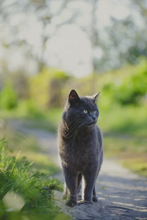 „Unsichtbarer Kater Maxel sucht liebevolles Zuhause in Kronach!“