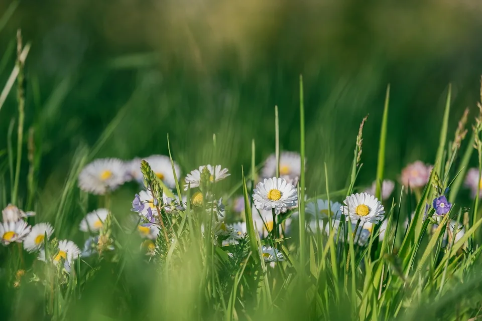 <p><strong>„Von der Weide zum Naturparadies: Ein Garten voller Leben“</strong></p>