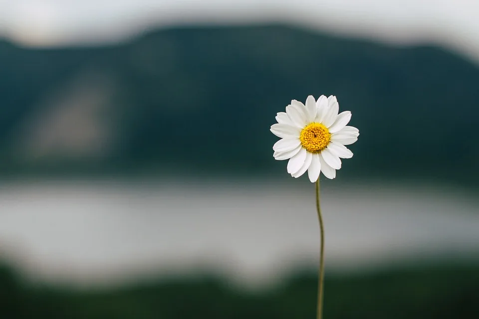 Blühende Idee: Tauschbox für Blumensamen begeistert Kaiserslautern!