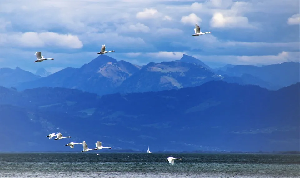 Bodensee Oder Schluchsee Welcher Ist Der Wahre Riese Der Seen.jpg