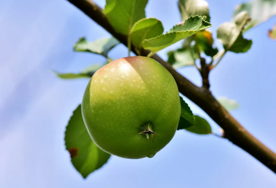 Buffett schröpft seine Apple-Aktien: 300 Milliarden Barvermögen in Sicht!