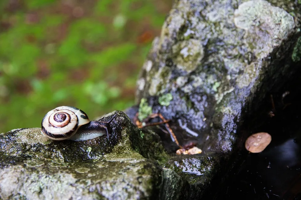 Cochlea-Implantat-Symposium: Innovationen und Herausforderungen im Fokus!