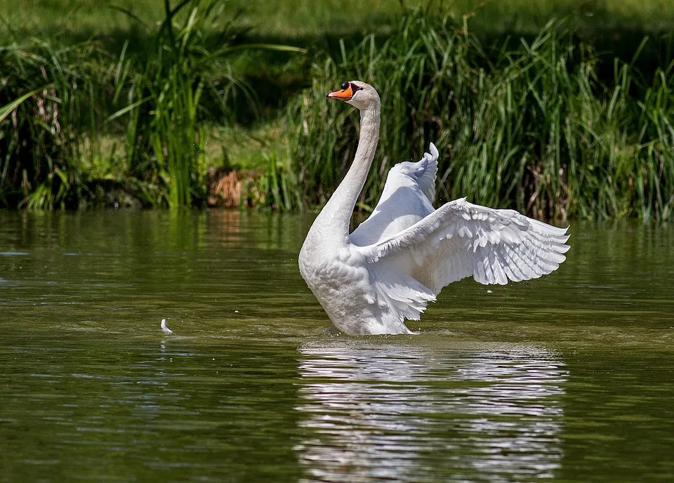 Drama am Schwanenteich: Jungschwan in Lebensgefahr nach Hundeattacke!