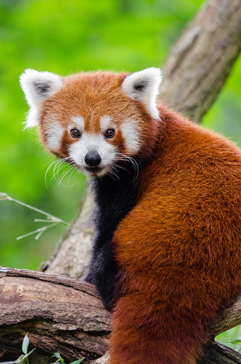 Dramatische Tierrettung: Klever Feuerwehr holt roten Panda aus Baum!