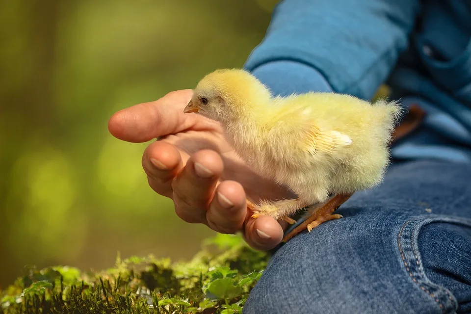 Dringender Rückruf: Hähnchen-Gewürz wegen krebserregendem Stoff!