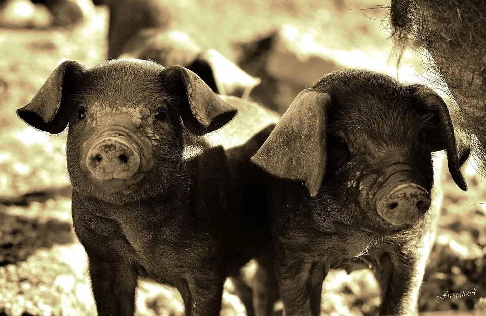 Erster Schweinebauer In Bw 500000 Euro Fuer Mehr Tierwohl.jpg