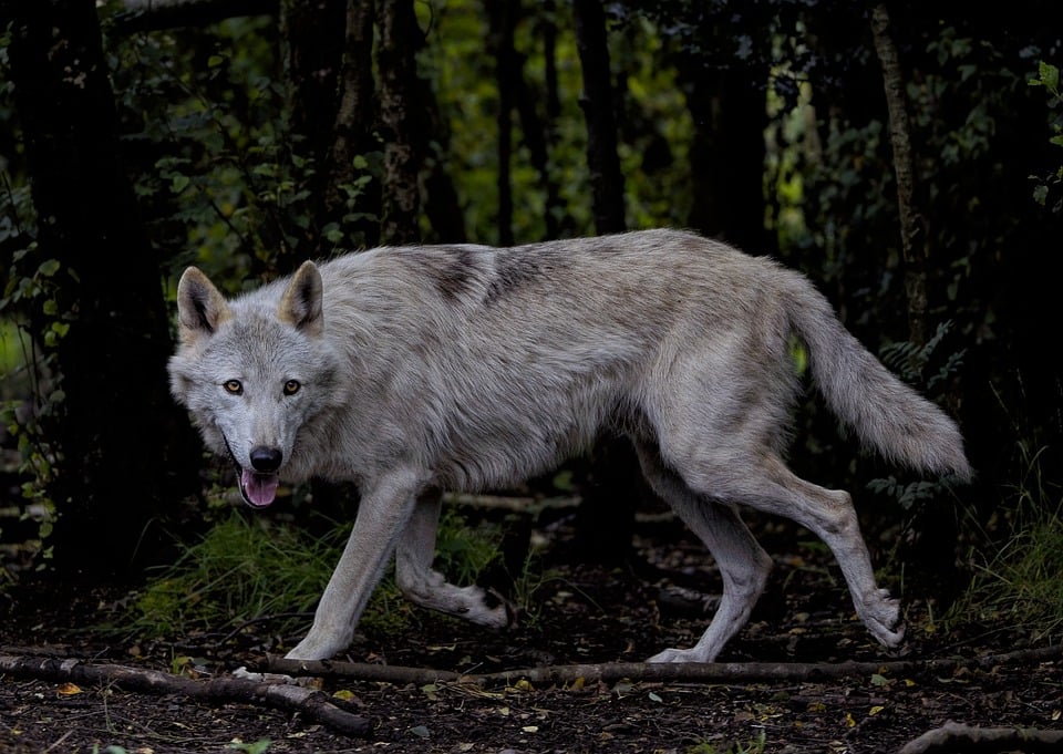 FDP fordert drastisches Wolfsmanagement: Romantisierung endet jetzt!