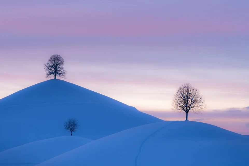 Farbenfrohe Winterblueher So Bringen Pflanzen Leben Ins Zuhause.jpg